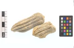 Foto von Calcit (Crinoiden) (NHMW-MIN-At779)
